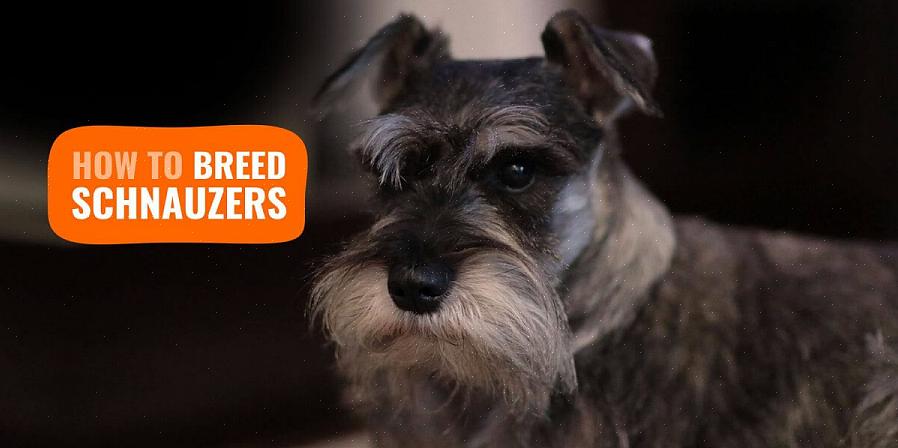 O schnauzer miniatura não requer muitos cuidados especializados