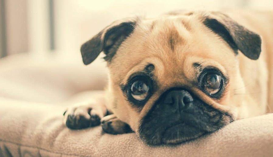 Os organismos responsáveis pelo olho rosa também fazem os olhos dos cães lacrimejarem abundantemente