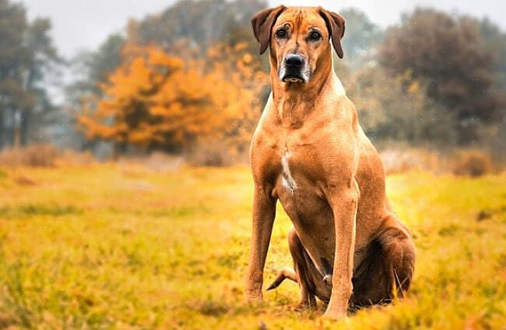 Para cuidar adequadamente de um Rhodesian Ridgeback