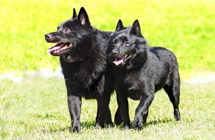 O schipperke pode ter uma doença fúngica na pele que requer cuidados especiais