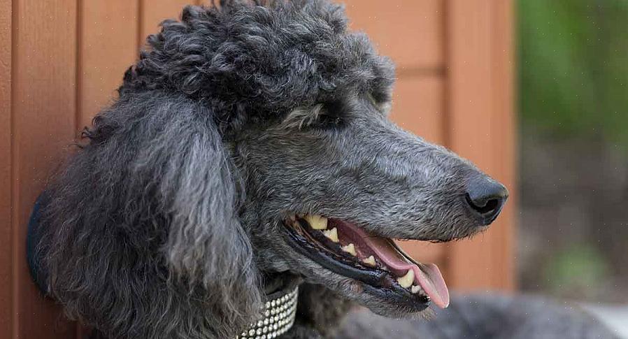 Embora o casaco do poodle exija cuidados constantes