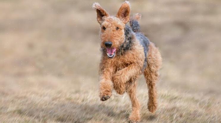 Um filhote de Airedale Terrier deve ser treinado desde o início