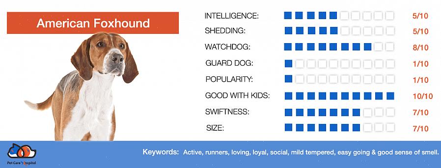 Você pode transformar qualquer Foxhound europeu em um animal de estimação de sucesso