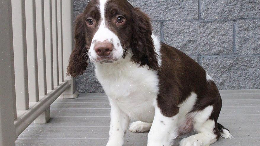 Os Springer Spaniels ingleses são enérgicos