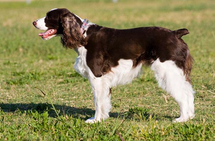 Um Springer Spaniel Inglês é um ótimo companheiro