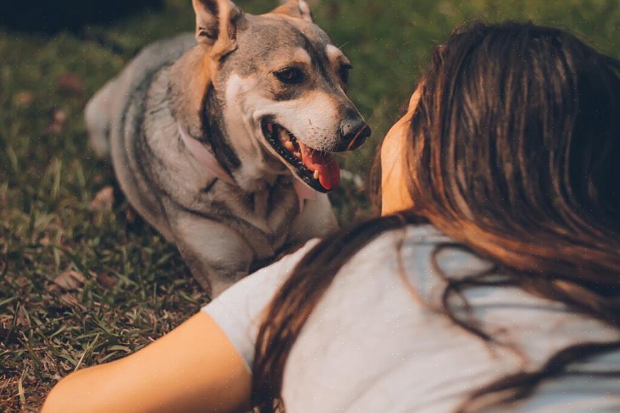 Todos os cães precisam de treinamento