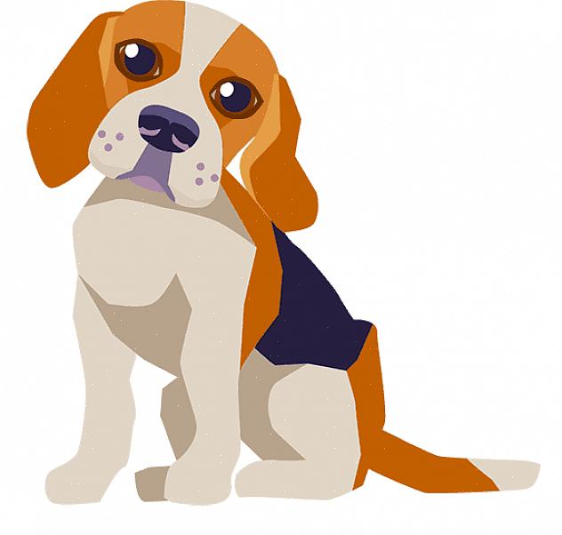 Beagles se dão melhor com comida de cachorro seca