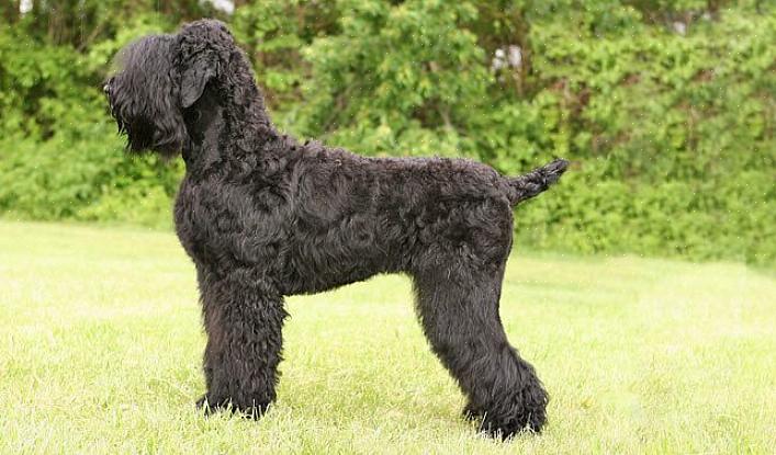 Os Black Russian Terriers são cães inteligentes