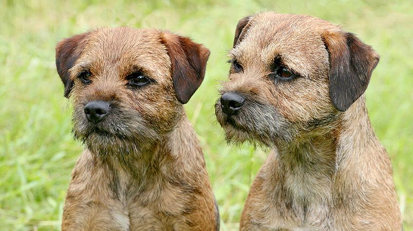 Os Border Terriers vêm em castanho