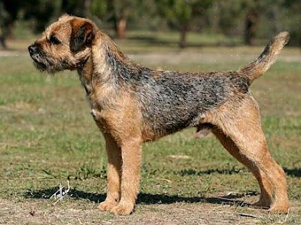 Os Border Terriers foram criados para ajudar os fazendeiros a manter as raposas