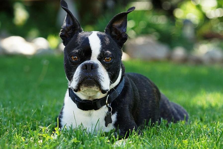 Ao treinar Boston Terriers