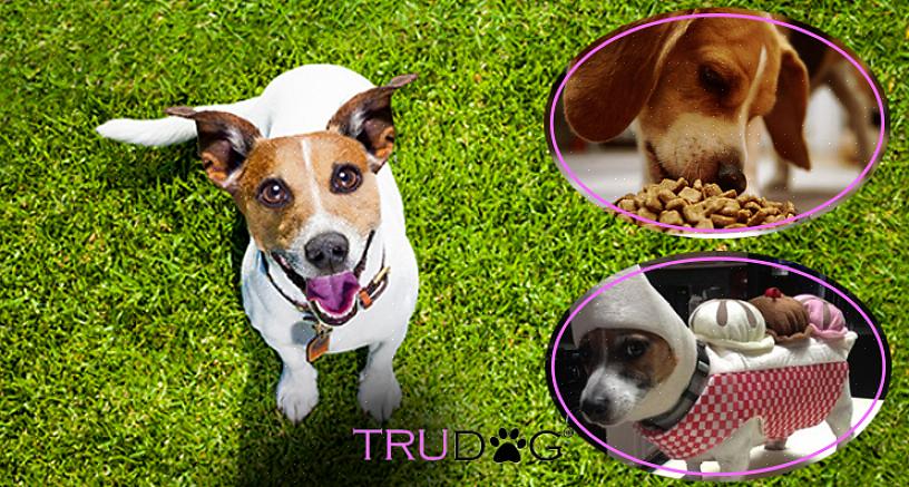 Os Jack Russell Terriers (JRTs) criaram um lugar para si nas casas