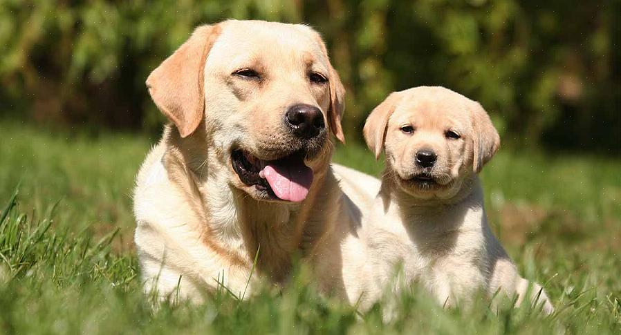 A alimentação de cães Labrador Retriever pode ser feita uma ou duas vezes ao dia