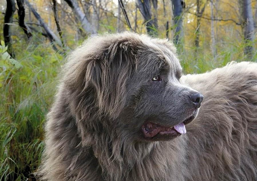 Os cães grandes atingem a velhice mais cedo do que os cães pequenos