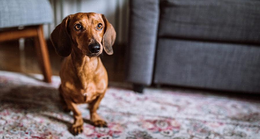 Embora algumas raças precisem de cuidados com os cães