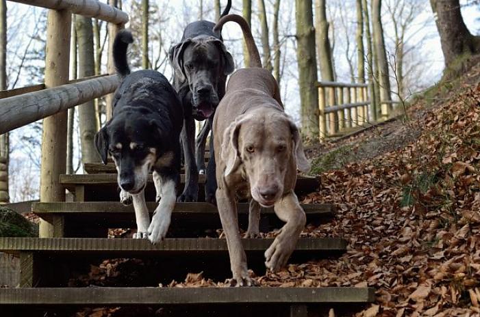 Se você tem vários cães em sua casa