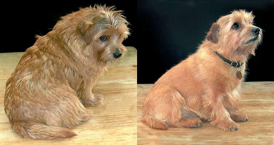 O Norfolk Terrier é um adorável cachorrinho que conquistou o coração dos donos de animais de estimação