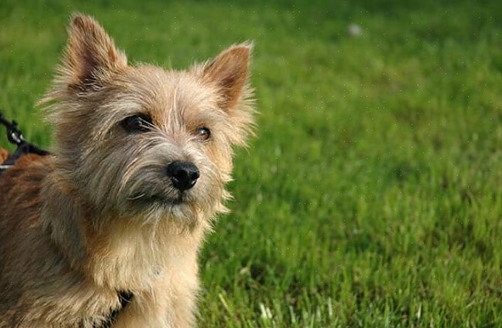 O Norwich Terrier é o menos teimoso