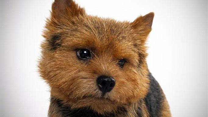 O Norwich Terrier é o menor da raça terrier de trabalho