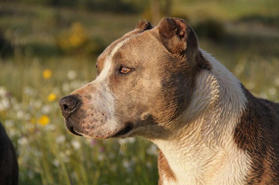 As dicas a seguir ajudarão a garantir que você esteja tomando o melhor cuidado possível com seu pit bull