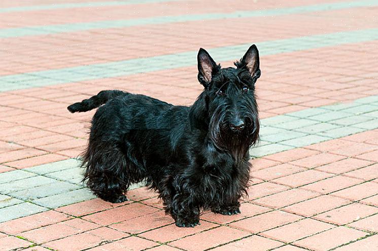 Esteja preparado para comprar muitos brinquedos de roer para um filhote de cachorro Scottish Terrier