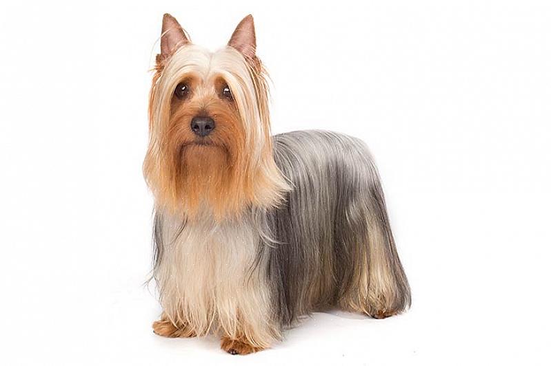 O Silky terrier é um dos terriers mais delicados