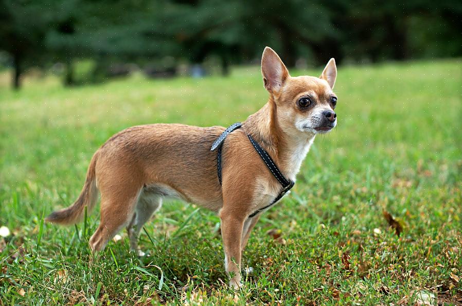 Existem certas semelhanças que tornam mais fácil falar sobre cães pequenos como um todo