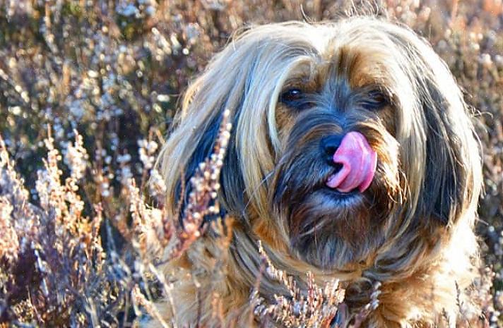 O terrier tibetano tem uma pelagem dupla espessa