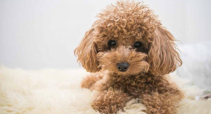 Cães de raça de brinquedo também apresentam risco aumentado de lesões devido ao seu tamanho menor