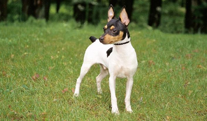 Toy Fox Terriers não são bons para cães externos