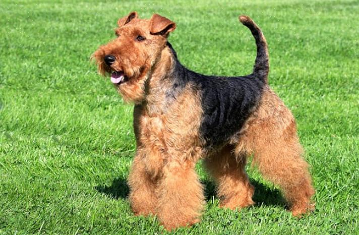 Welsh Terriers são animais de estimação despreocupados