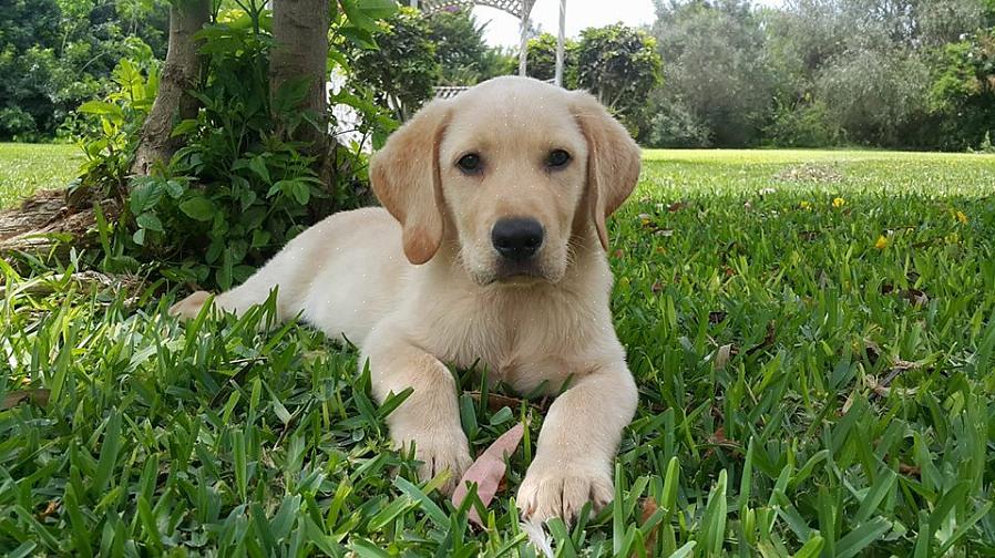 Os labradores amarelos são cães ativos que podem ser destrutivos se deixados sem supervisão