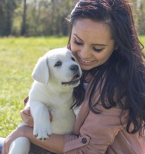 Aqui estão as etapas que você deve seguir para cuidar dos labradores amarelos