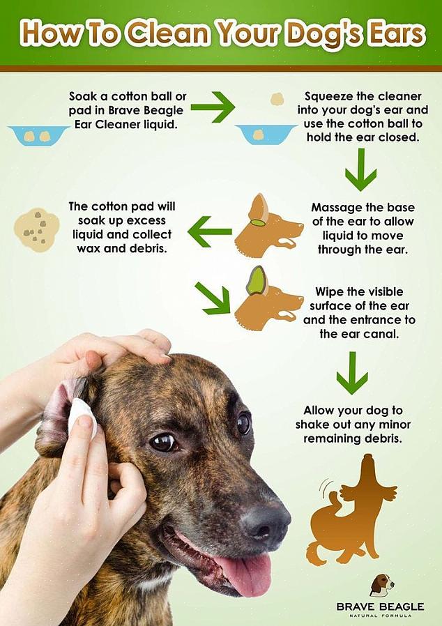 Aqui estão algumas dicas para manter as orelhas do seu cão limpas