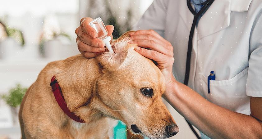 O método adequado para limpar as orelhas de seu cão