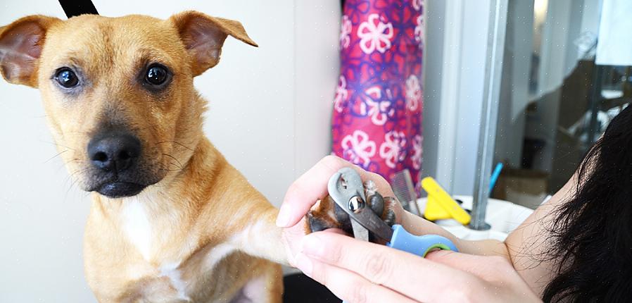 Diferentes tipos de ano exigem diferentes formas de cuidar da pelagem do seu cão devido às estações de queda