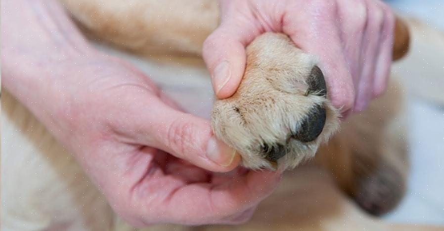 Lave ou limpe as patas do seu cão com um pano úmido antes de dormir ou quando perceber que estão sujas