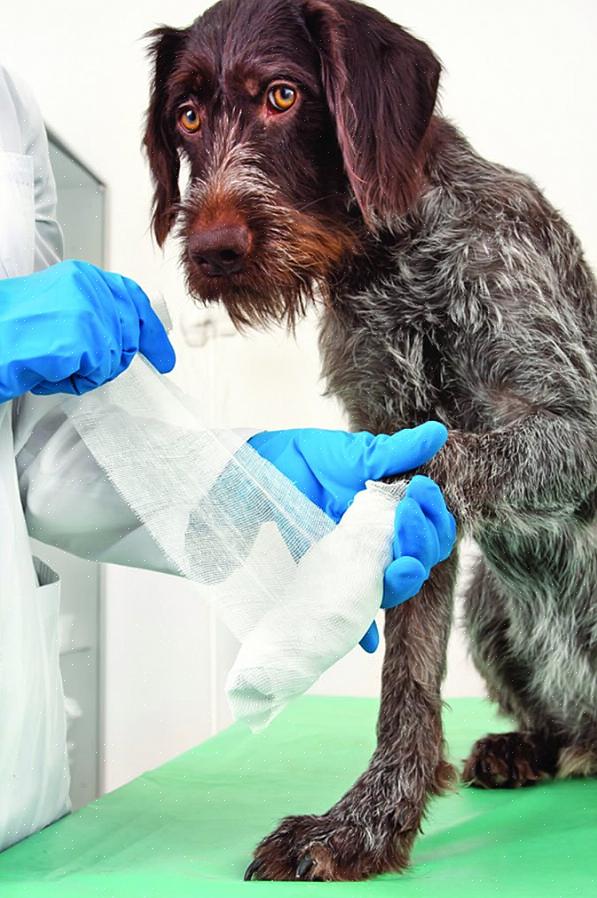 Seu veterinário pode exigir que seu cão use uma coleira elizabetana para impedi-lo de lamber a pata