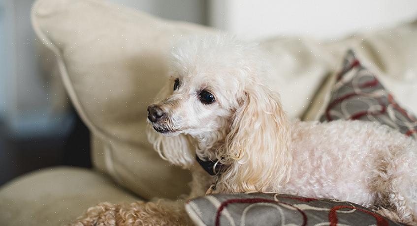 Pergunte ao pet sitter se ele conhece um veterinário a quem possa confiar o seu animal em casos