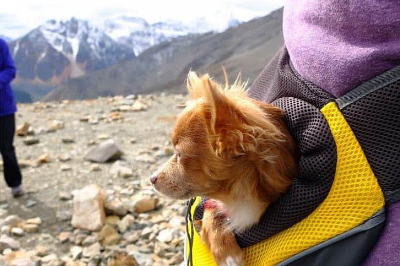 O peso que o cão pode carregar inclui o peso da própria mochila