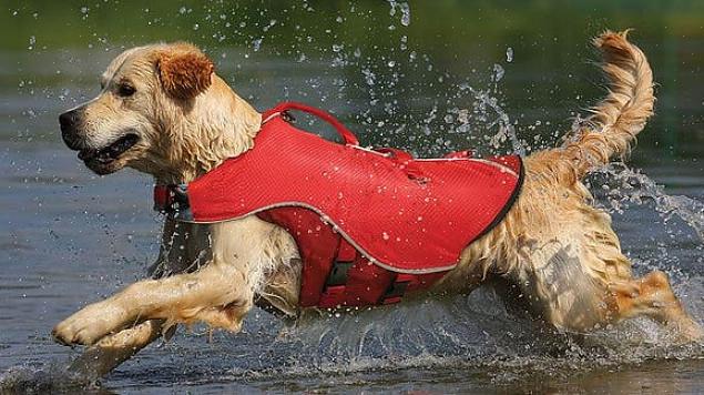 As mochilas para cães são ótimas para guardar pequenos objetos leves enquanto você leva seu animal