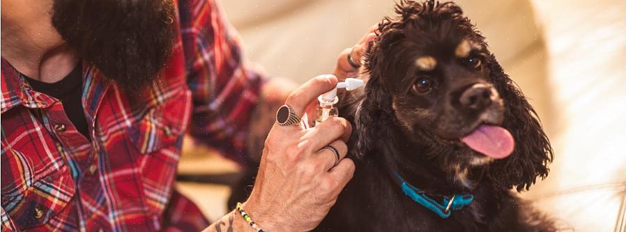 Formulada especialmente para orelhas de cachorro