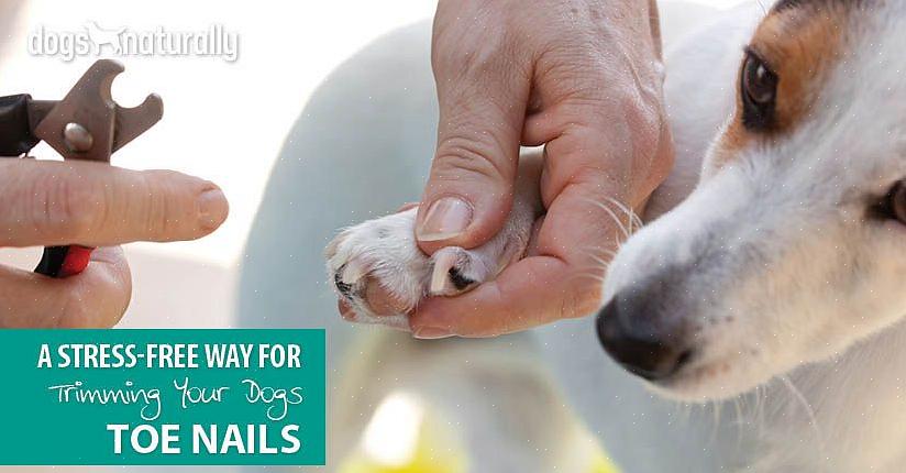 Pois será mais difícil cortar as unhas dos pés do seu cachorro da próxima vez