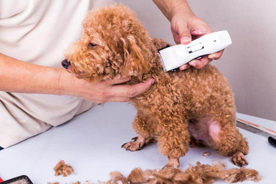 Muitos donos de cães levam seu poodle a um tratador profissional porque os cortes de poodle podem ser