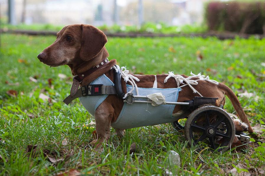 Cães paralisados podem precisar de cuidados extras no que diz respeito à limpeza
