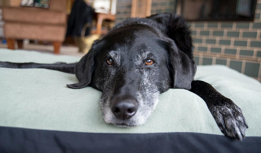 Seu veterinário poderá sugerir equipamentos como carrinhos de cachorro