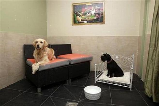 Esta lista irá ajudá-lo a avaliar o melhor hotel para animais de estimação para o seu animal de estimação