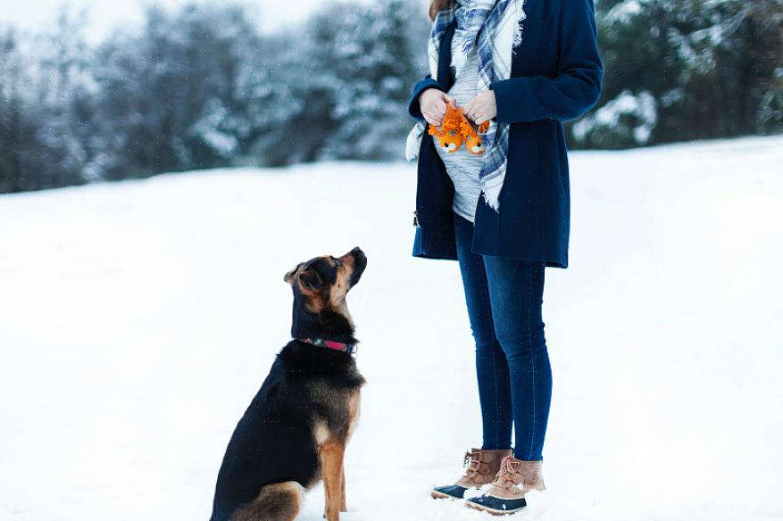 Mas muitos donos de cães simplesmente optam por exercitar seus cães dentro de casa durante o inverno