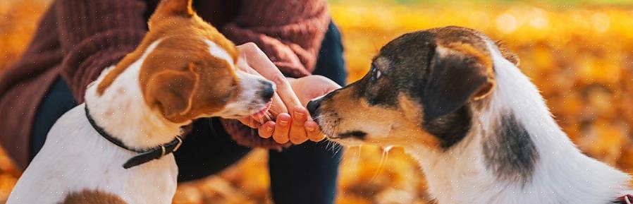 Se o seu cão mudar drasticamente os hábitos