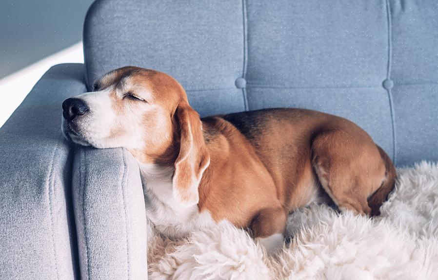 Se você vir seu cão de estimação respirando pesadamente